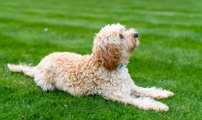 Cute white cockapoo dog also called spoodle (cocker spaniel and poodle mix) on the grass