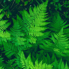 Beautiful fern leaf texture in nature. Natural ferns background Fern leaves. Fern plants in forest Background of the ferns Nature concept. Green ferns nature. Natural floral fern