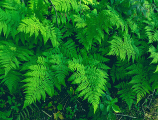 Beautiful fern leaf texture in nature. Natural ferns background Fern leaves. Fern plants in forest Background of the ferns Nature concept. Green ferns nature. Natural floral fern