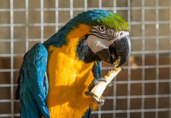 beautiful portrait blue and yellow macaw ara.parrot looks eats treat - obrazy, fototapety, plakaty