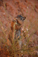 Naklejka na ściany i meble Squirrel Bryce canyon national park