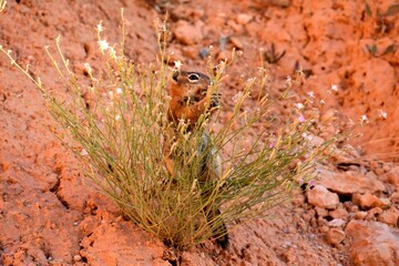 Squirrel Bryce canyon national park