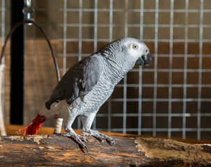 beautiful portrait of a gray parrot