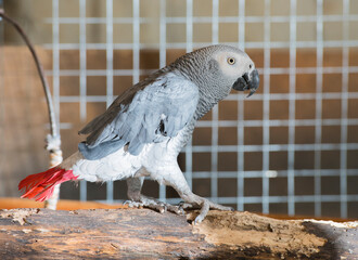 Obraz premium beautiful portrait of a gray parrot