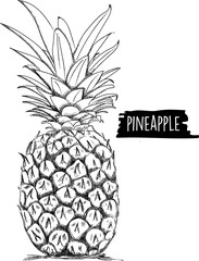 Handgezeichnete Ananas schwarz weiß Bleistift Frucht