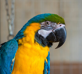beautiful portrait blue and yellow macaw ara.parrot looks eats treat