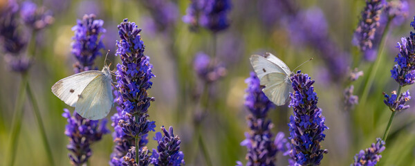 lavender flowers and white butterflies