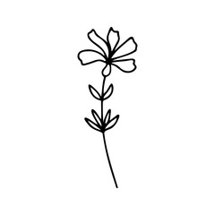 Hand drawn herbal, floral clipart. One line doodle vector