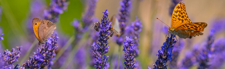 lavender flowers butterflies and honey bees
