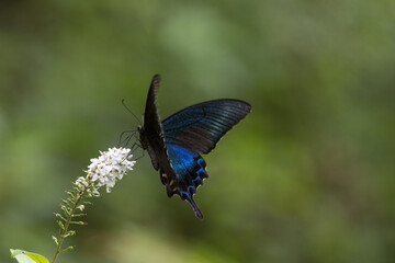 オカトラノオの花の蜜を吸うミヤマカラスアゲハ