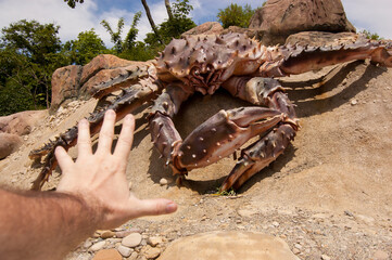 Man closes his hand from a giant crab - obrazy, fototapety, plakaty