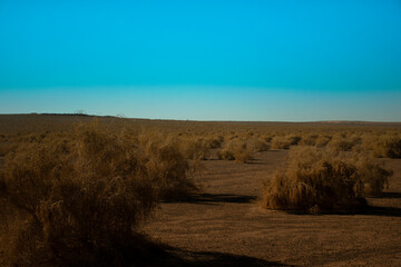 Tumbleweeds