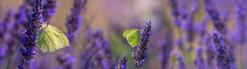 lavender flowers and white butterfly