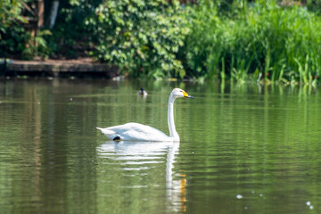 White swan in summer green water.