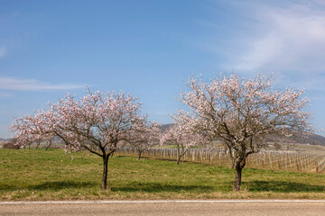 Mandelbaumblüte(Prunus dulcis)