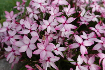 Closeup Rhodohypoxis baurii Pintado.