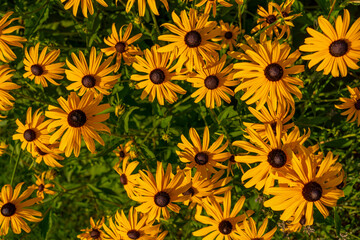 Fototapeta na wymiar The bright yellow flowers of Rudbeckia fulgida (black-eyed-susan, coneflower) in the garden, close up photography