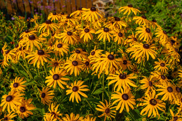 The bright yellow flowers of Rudbeckia fulgida (black-eyed-susan, coneflower) in the garden, close up photography