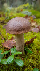 mushroom in the forest