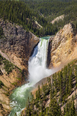 Lower Falls of the Yellowstone in Yellowstone National Park