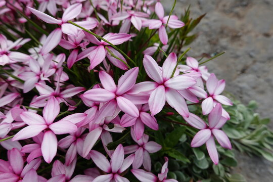 Rhodohypoxis baurii Pintado is a small, showy perennial prized for rock garden and pot culture with thickened, cormlike rhizomes from which clumps of hairy, grasslike leaves appear in spring.