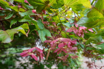 Acer palmatum, commonly known as Japanese maple,  palmate maple, or smooth Japanese maple.