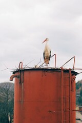 stork on nest - 518686578