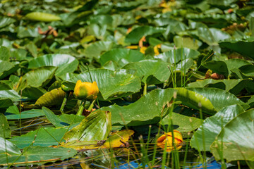 Close up shot of the lily blossom in Lily Pond