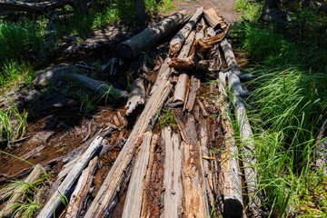 Close up shot of small snake