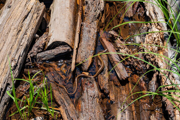 Fototapeta na wymiar Close up shot of small snake
