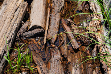 Close up shot of small snake