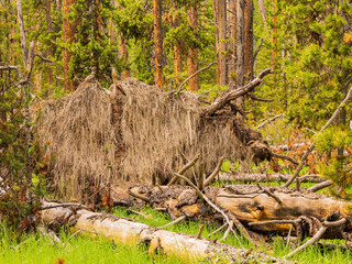 Sunny beautiful Bison shape tree in Yellowstone National Park