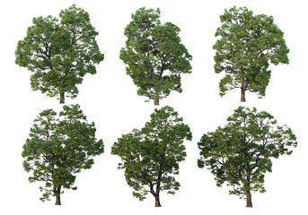 Fototapeta premium Big tree on a white background.