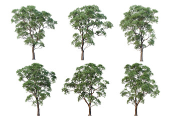 Big tree on a white background.