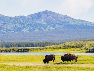 Close up shot of a wild bison eating grass in Yellowstone National Park