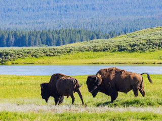 Close up shot of a wild bison eating grass in Yellowstone National Park