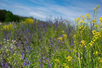 Blumenwiese im Sommer mit blauem Himmel