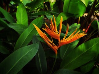 The orange flower of Heliconia psittacorum is in bloom with long broad leaves.