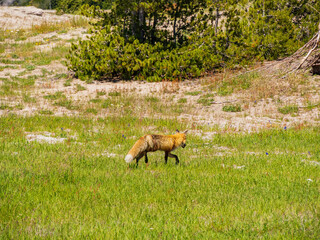 Close up shot of cute red fox running on the ground