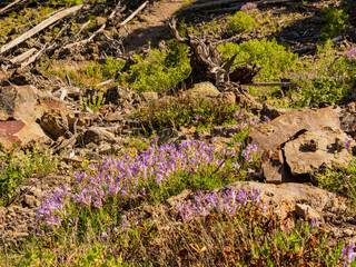 Wild flower blossom along the Mystic Falls Trail