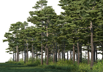Fototapeta premium Pine and bamboo forests on a white background.