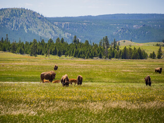 Close up shot of a wild bison eating grass in Yellowstone National Park