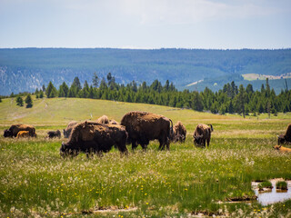 Close up shot of a wild bison eating grass in Yellowstone National Park