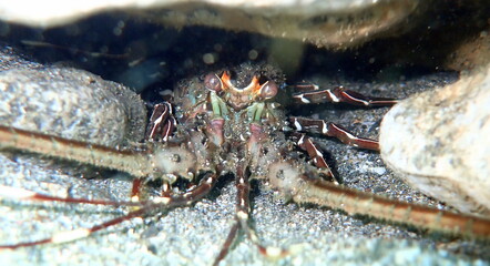 Costa Rica Pacific sea life
