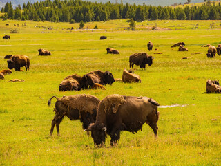 Close up shot of a wild bison eating grass in Yellowstone National Park