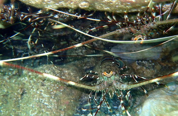 Costa Rica Pacific sea life