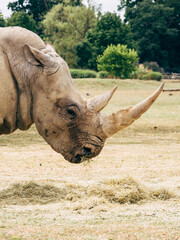 white rhino in zoo