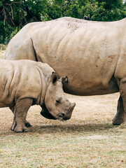 rhinos in the zoo