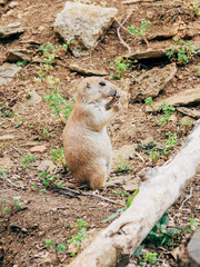 prairie dog on the ground