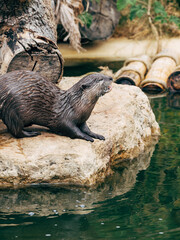 otter on the rock